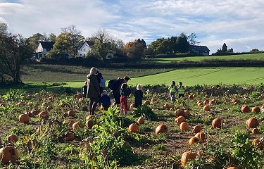 plant mewn cae pwmpen